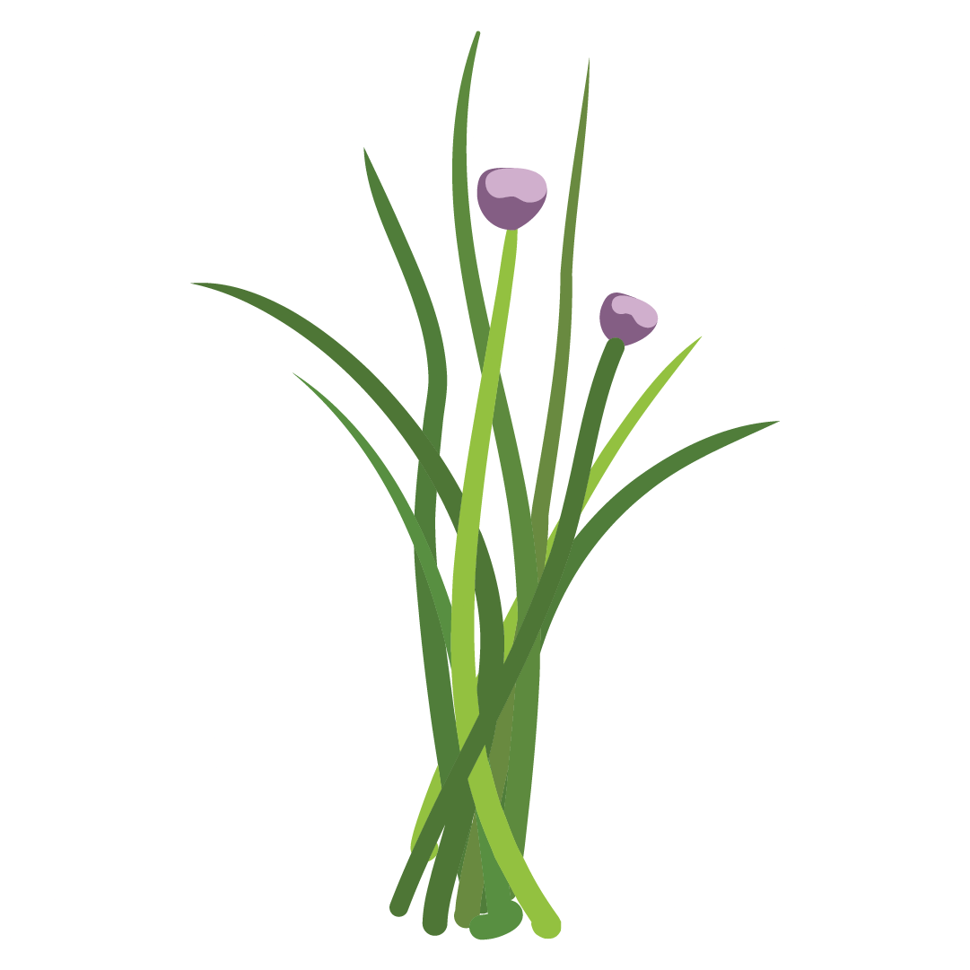 Aromatique Ciboulette