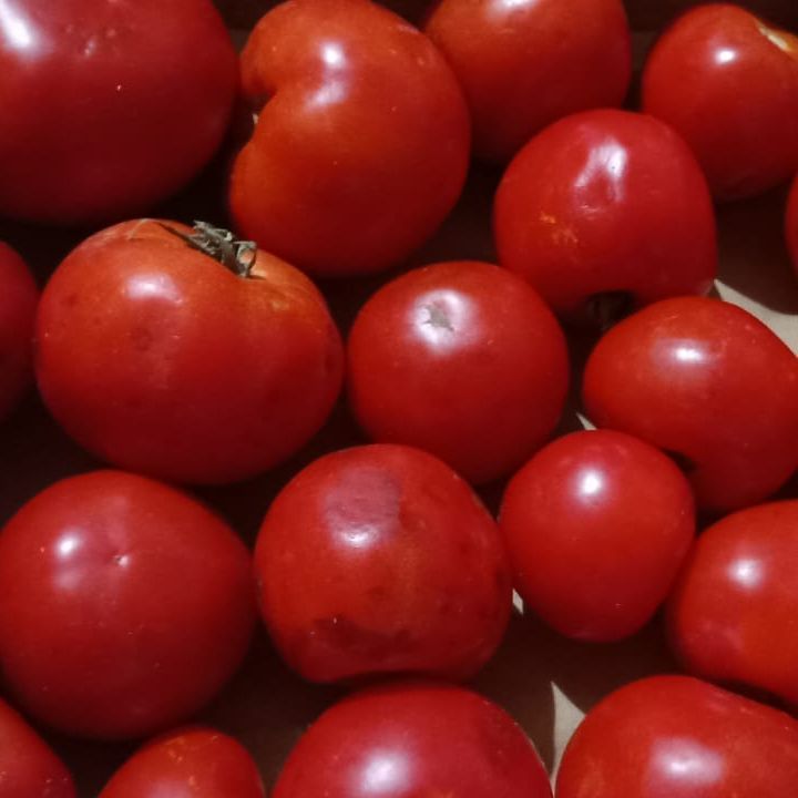 Tomates ANTIGASPI pour coulis - 6kg
