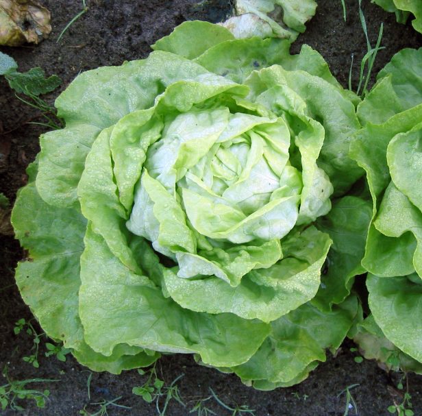 laitue verte (lot de 6)