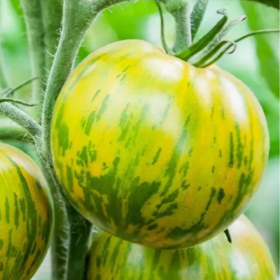 Plant de tomate Green Zebra