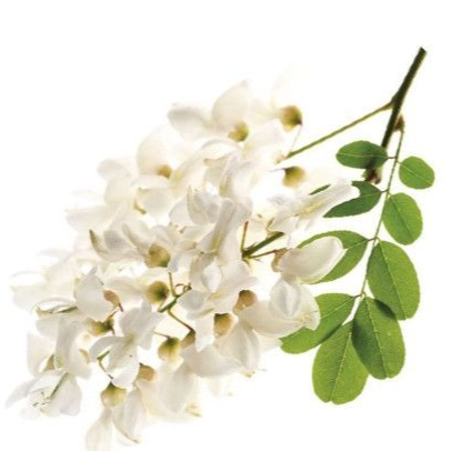 Fleurs d'acacia (par 15)