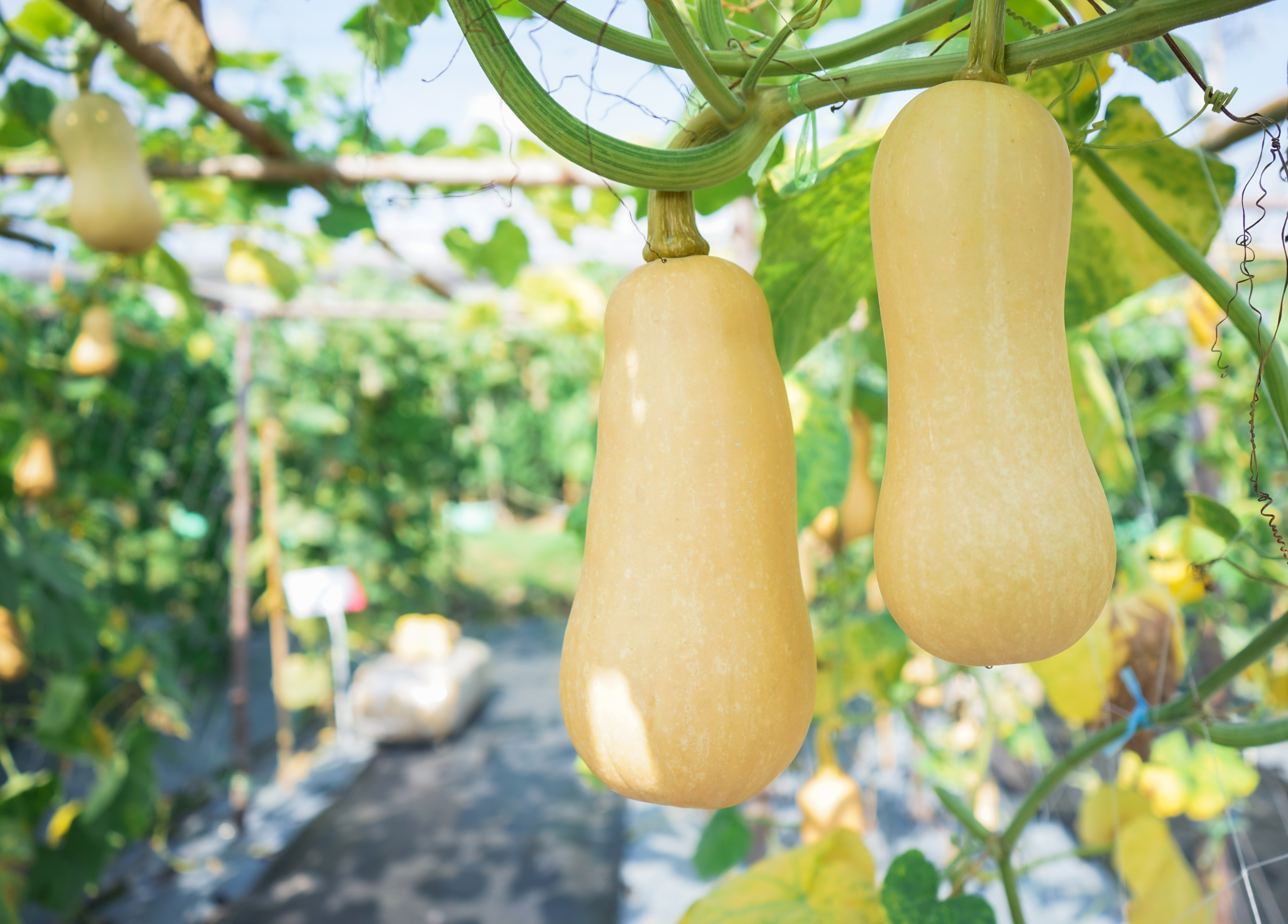 Plant de Courge butternut