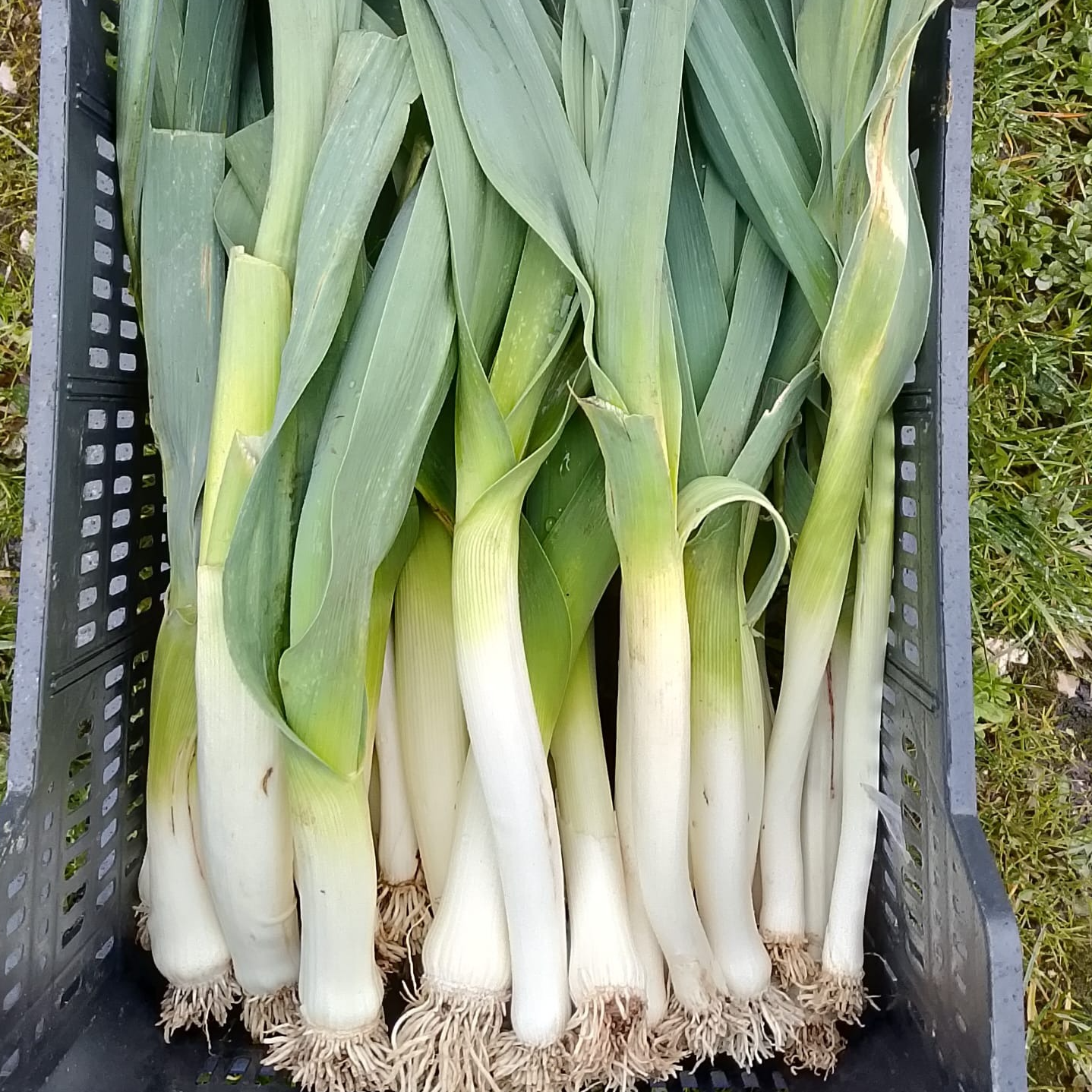 Poireaux - Conversion Bio - Ferme de Larrue