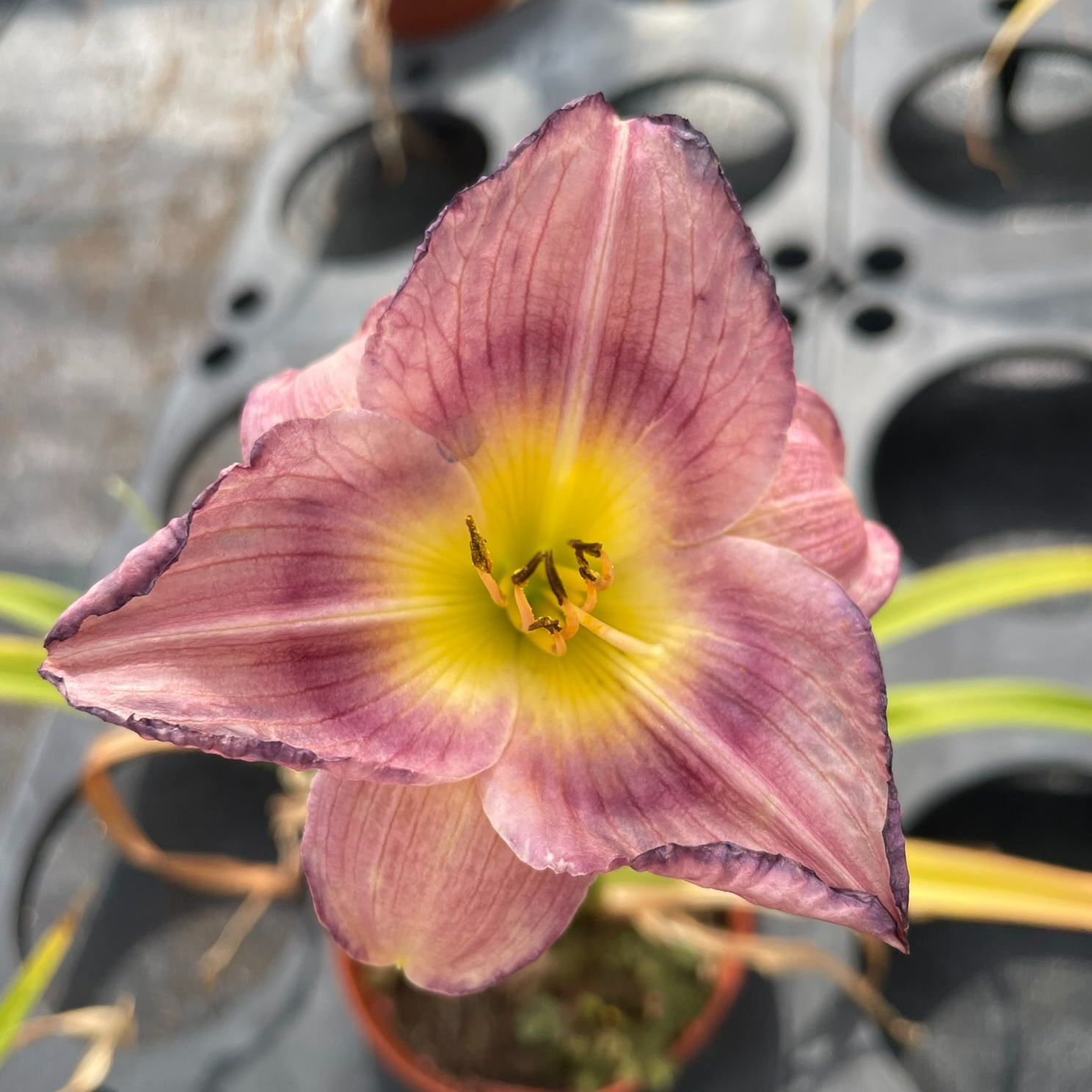 Hemerocallis 'Purple De Oro'