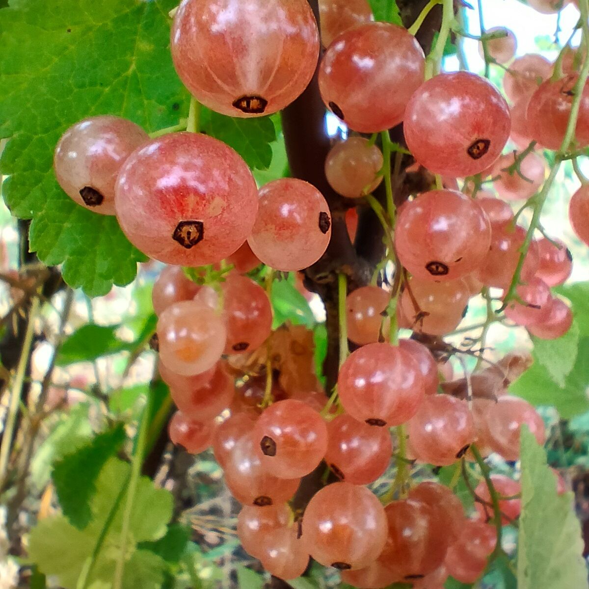 Groseillier à grappes Gloire des Sablons (rose)
