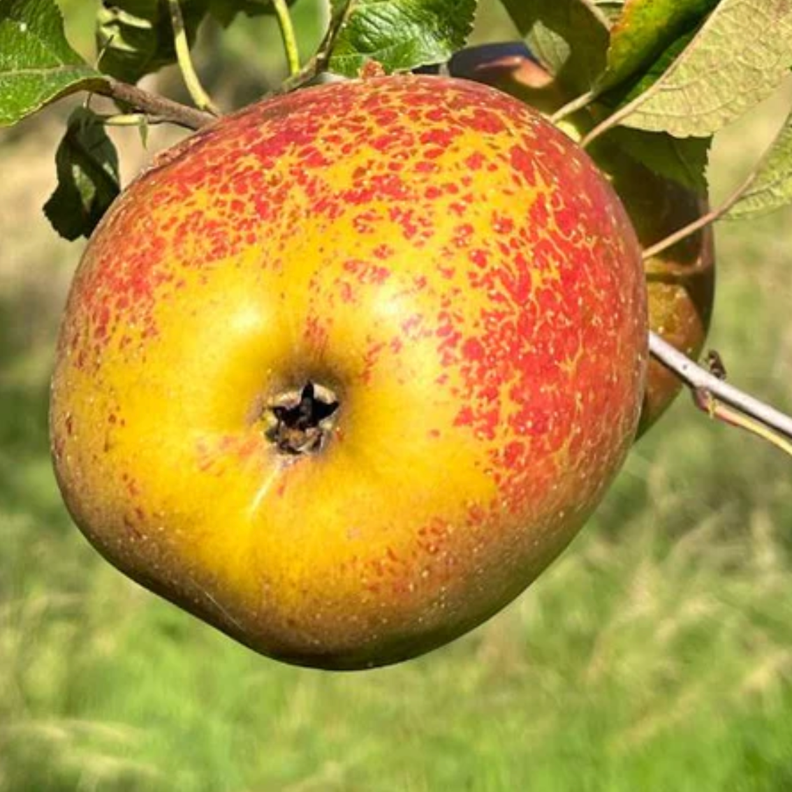 Pommier 'Reinette de Bretagne'/ Bittenfelder Racines nues