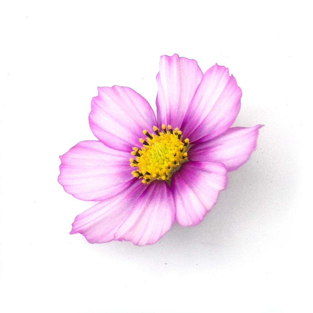 Fleurs - Cosmos
