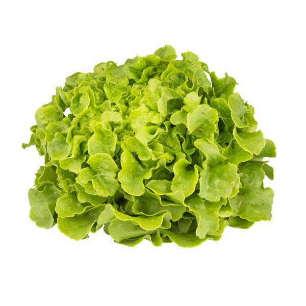 Plant de Feuille de chêne