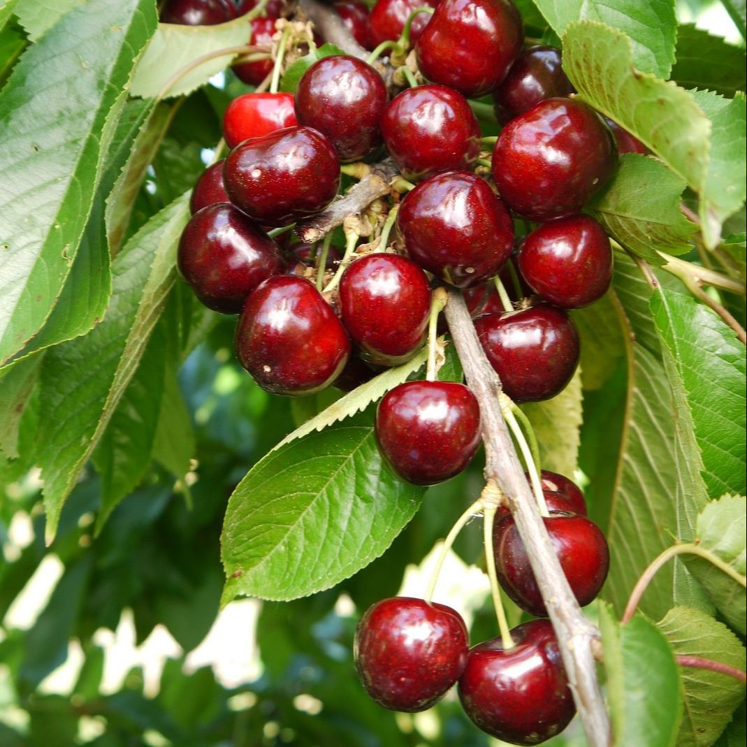 Cerisier (Prunus cerasus) 'Early Rivers'