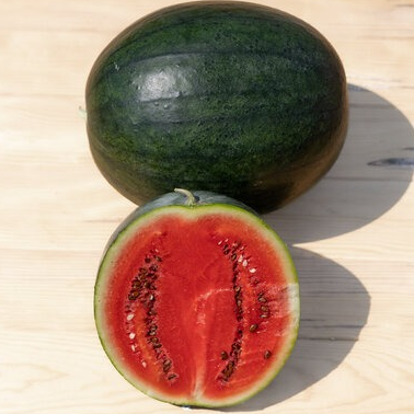 PLANT DE PASTÈQUE Sugar Baby