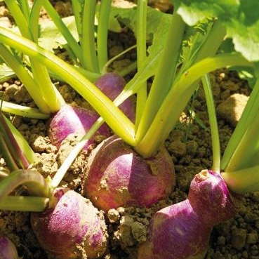 Navets 500 gr (origine: La Cueillette 59 France)