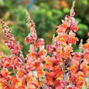 Muflier 'Monarch amber' - godet 8 cm