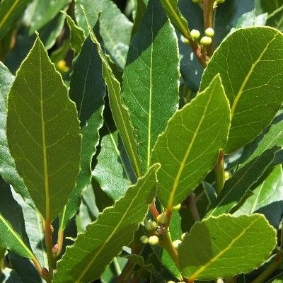 Laurier sauce (5 branches)