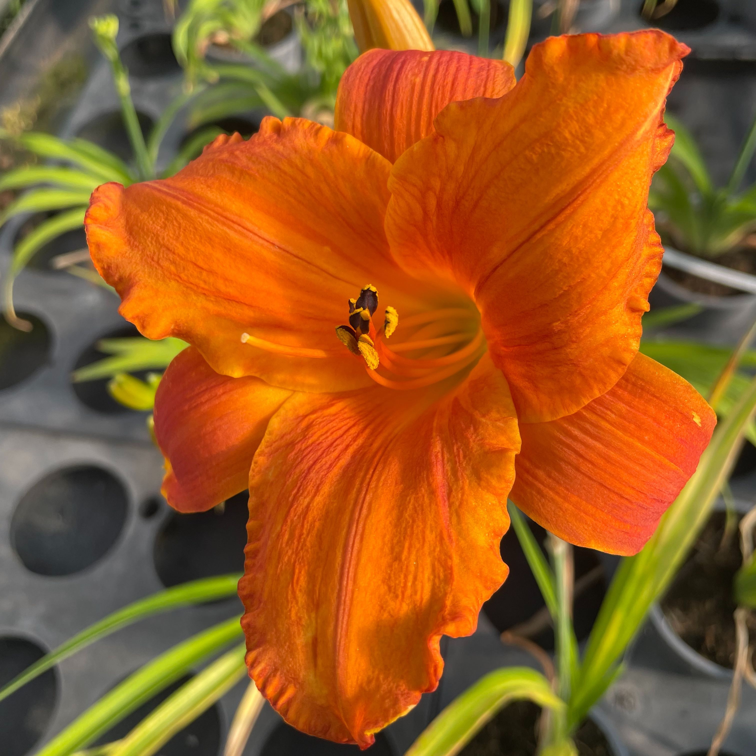 Hemerocallis 'Mauna Loa'