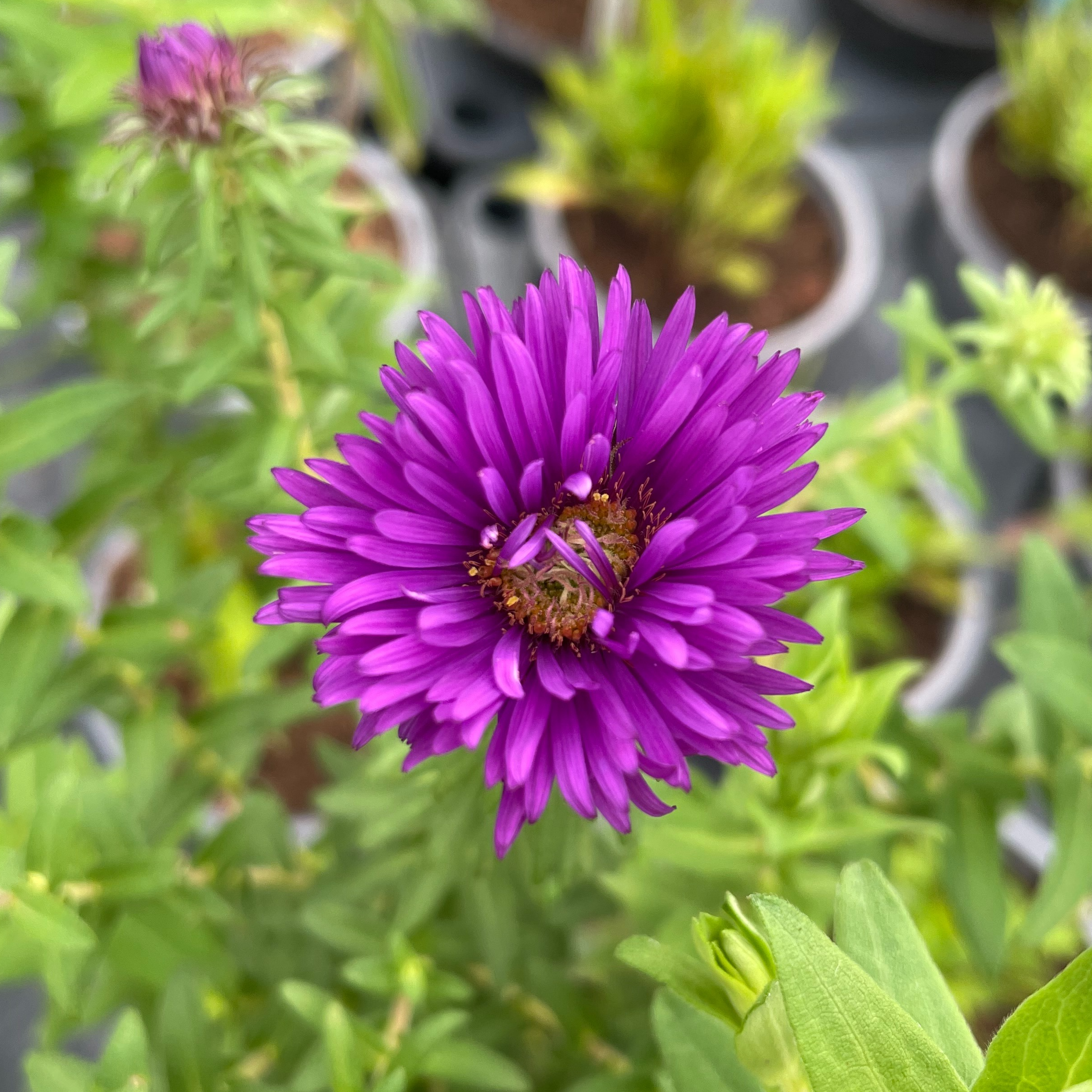 Aster 'Purple Dome'