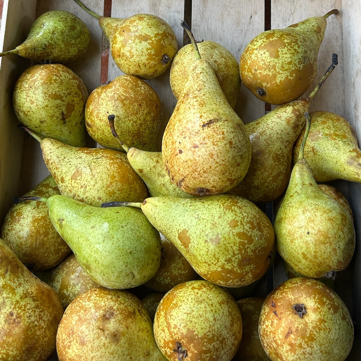 Poire conférence