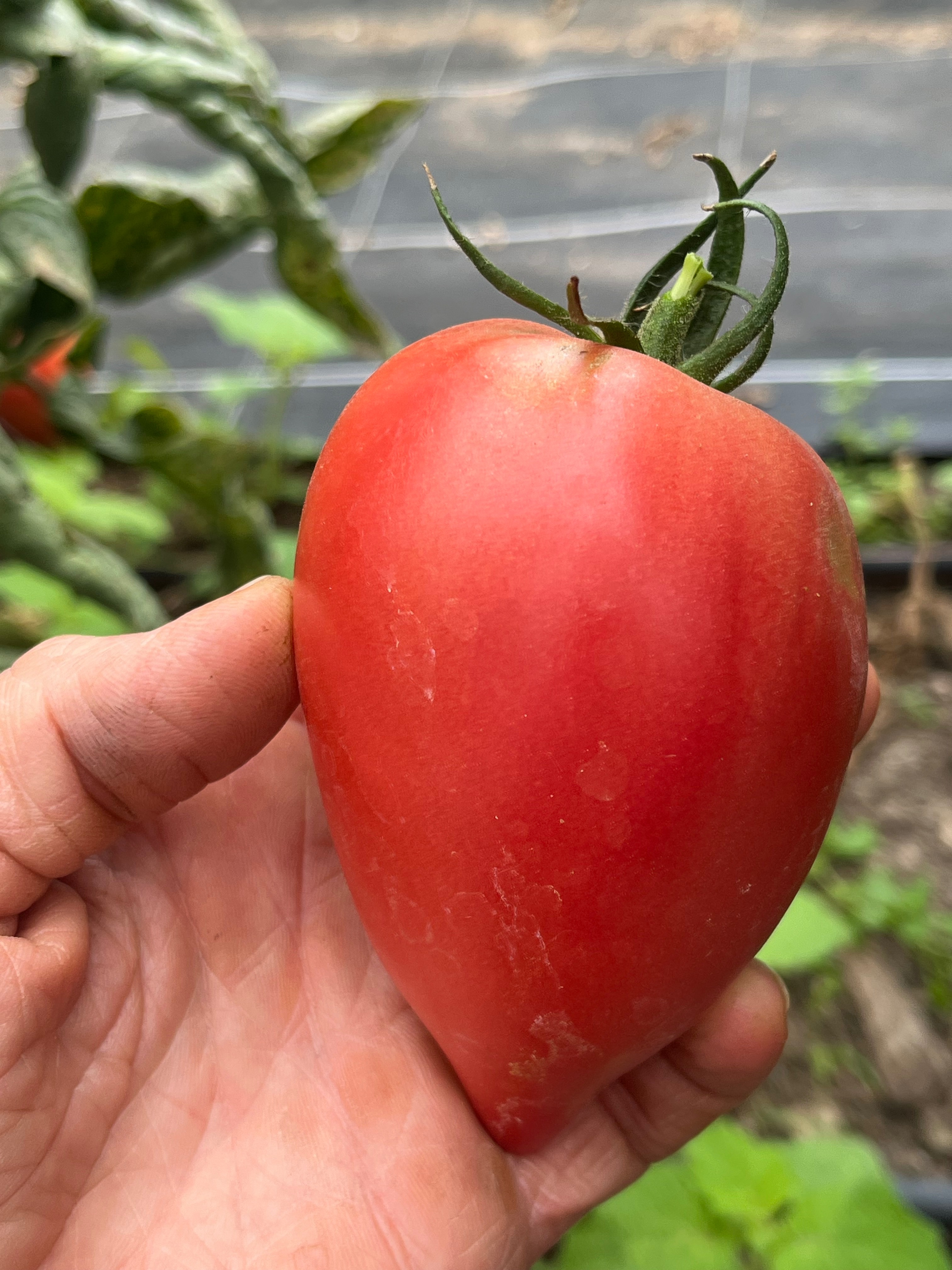 Tomates anciennes Kg