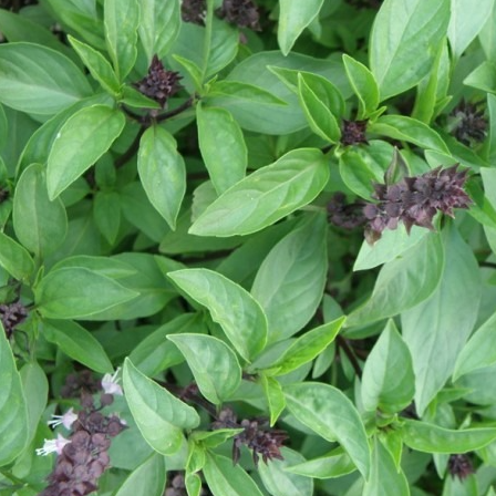 Basilic Réglisse en godet 8 cm