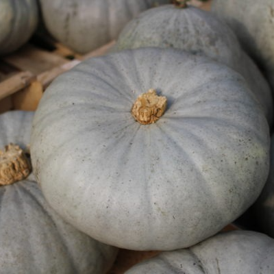 Courge Bleue de Hongrie