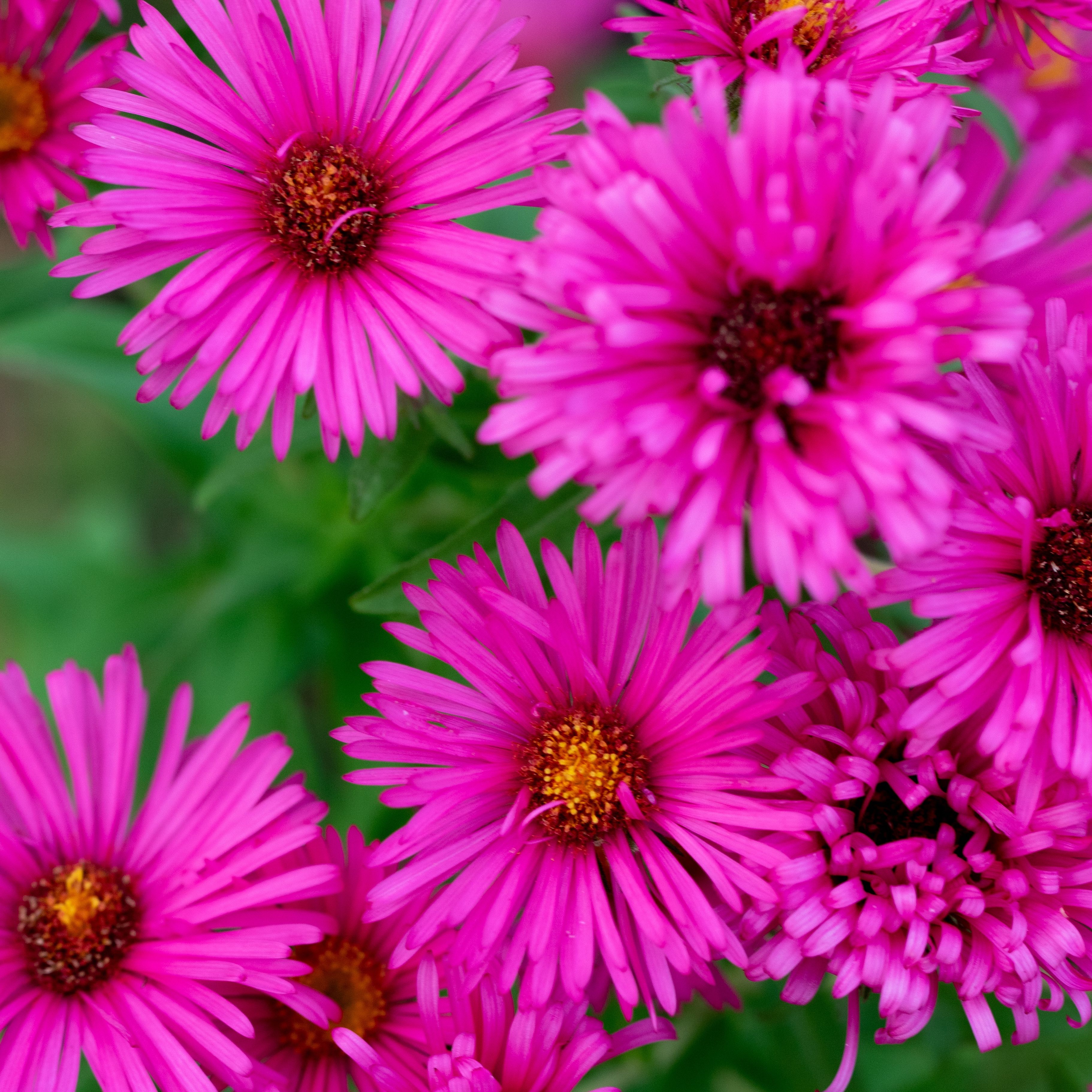 Aster na 'Alma Pötschke'