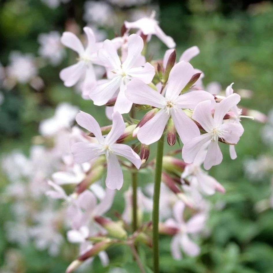 Saponaire officinale (Saponaria officinalis) 'Alba Plena' - 1l