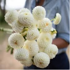 Tubercule - Dahlia Ryecroft Jane