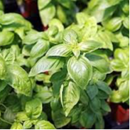 PLANT DE BASILIC Genovese