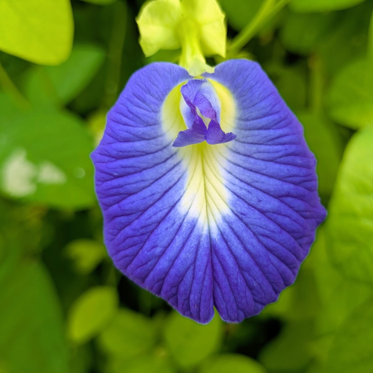 Fleurs de pois papillon bleu ornement - 10 fleurs - 5g