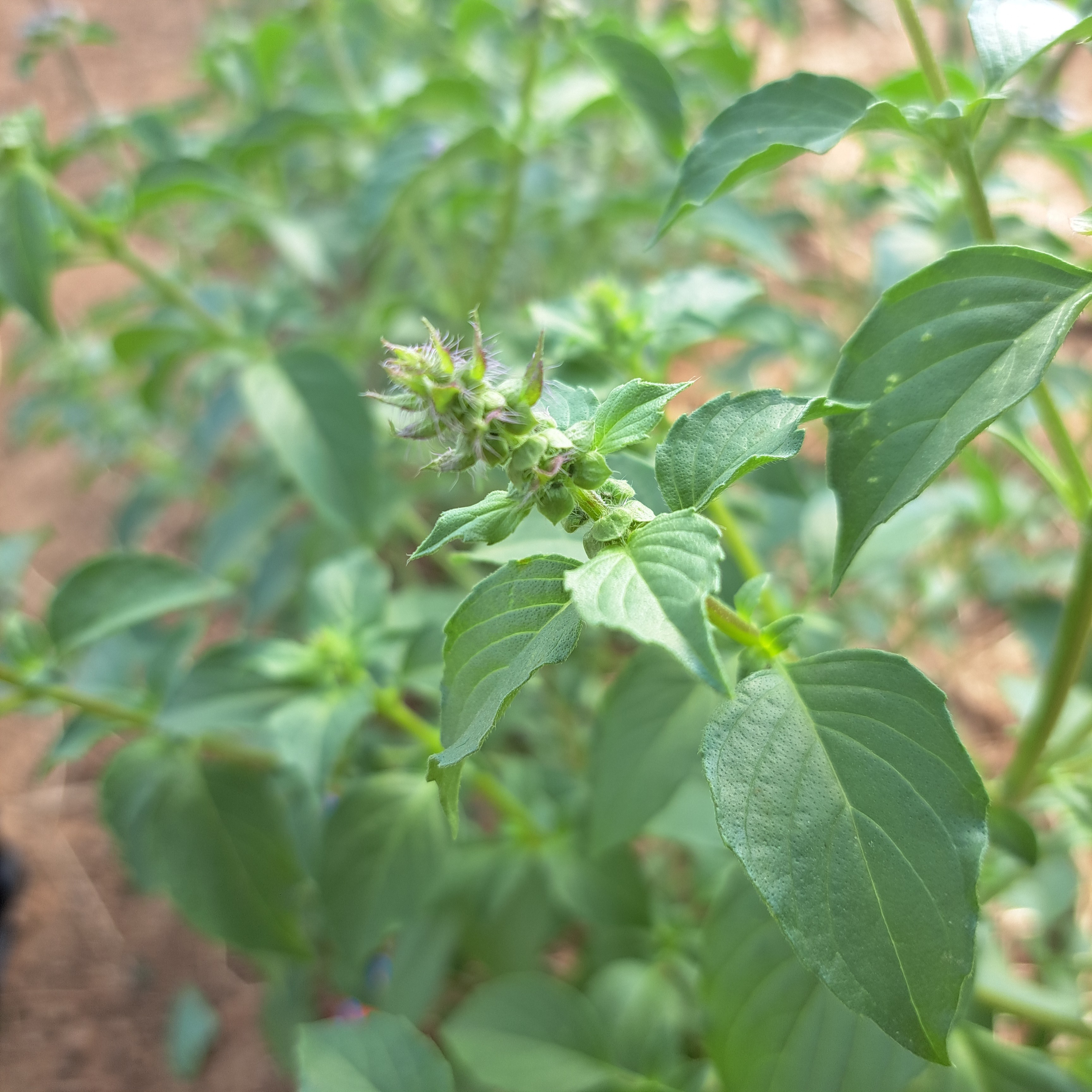 Basilic citron frais