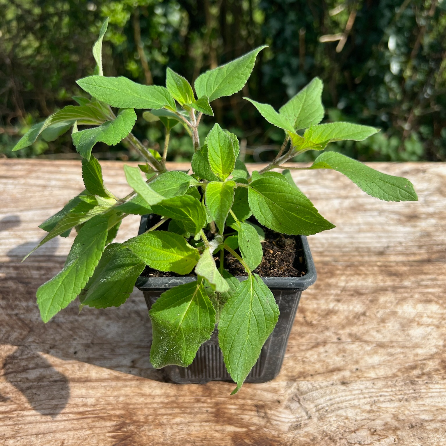 Plant Sauge Ananas Bio - 650g