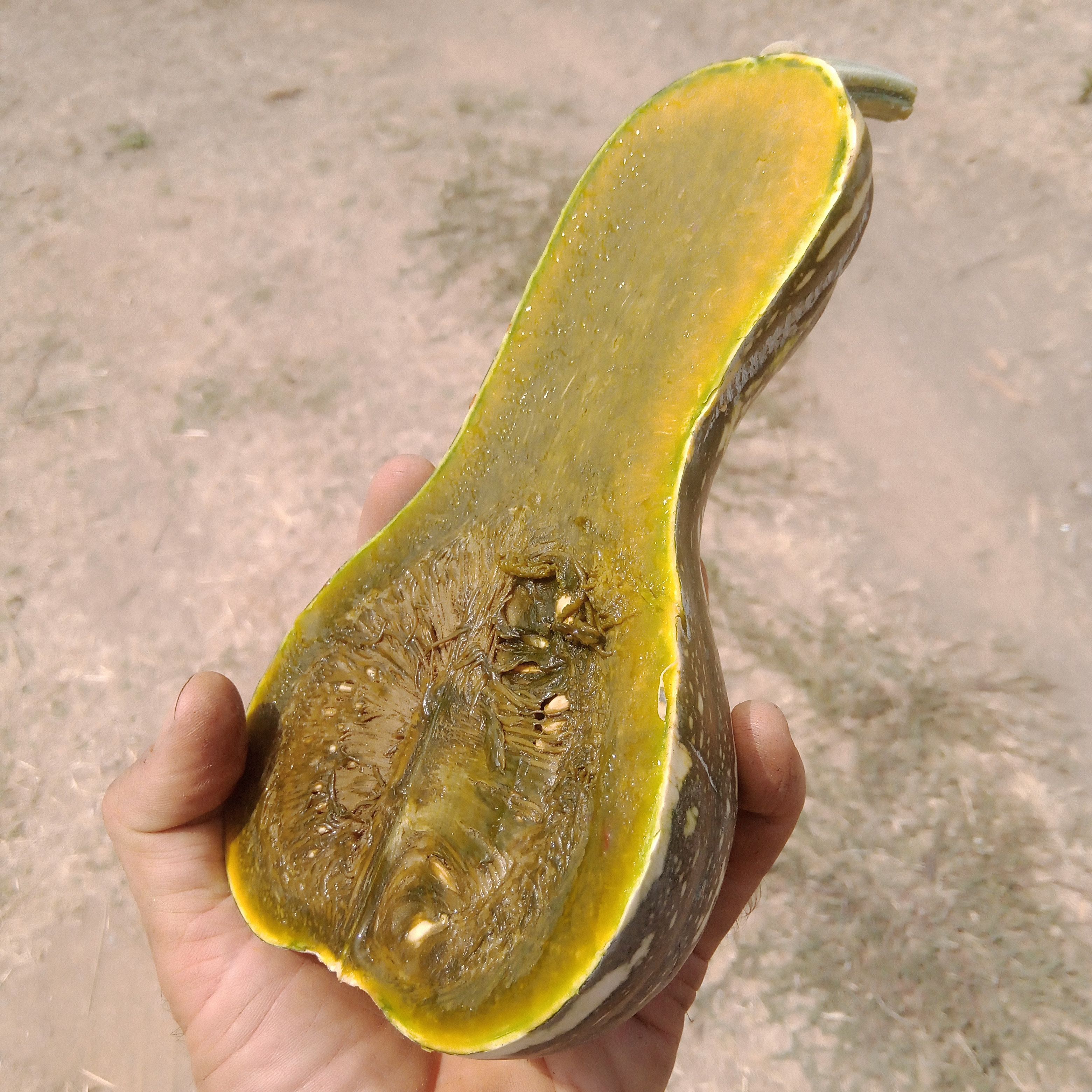 Courge Ayote (à chaire verte) pour préparation sucrée