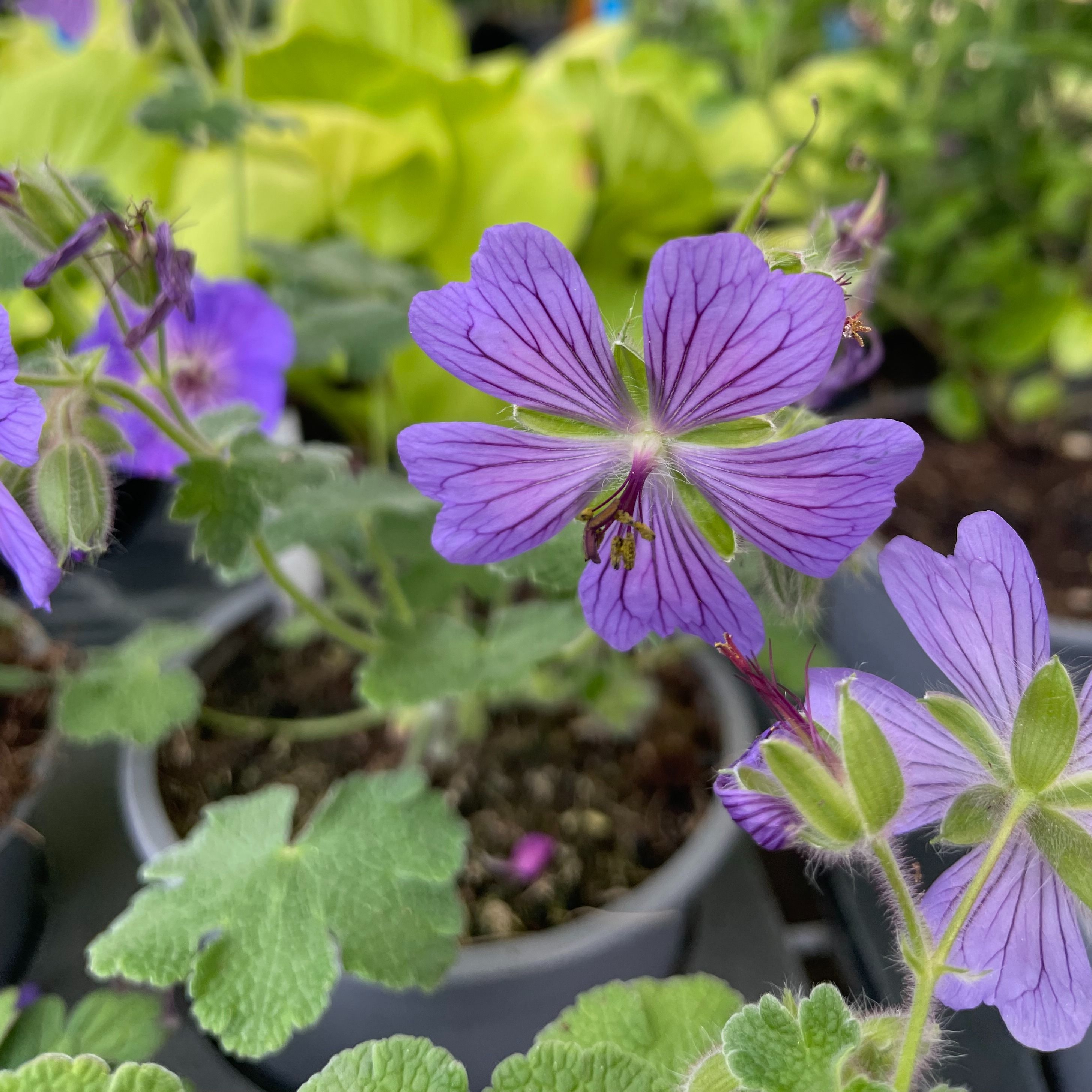Geranium renardii