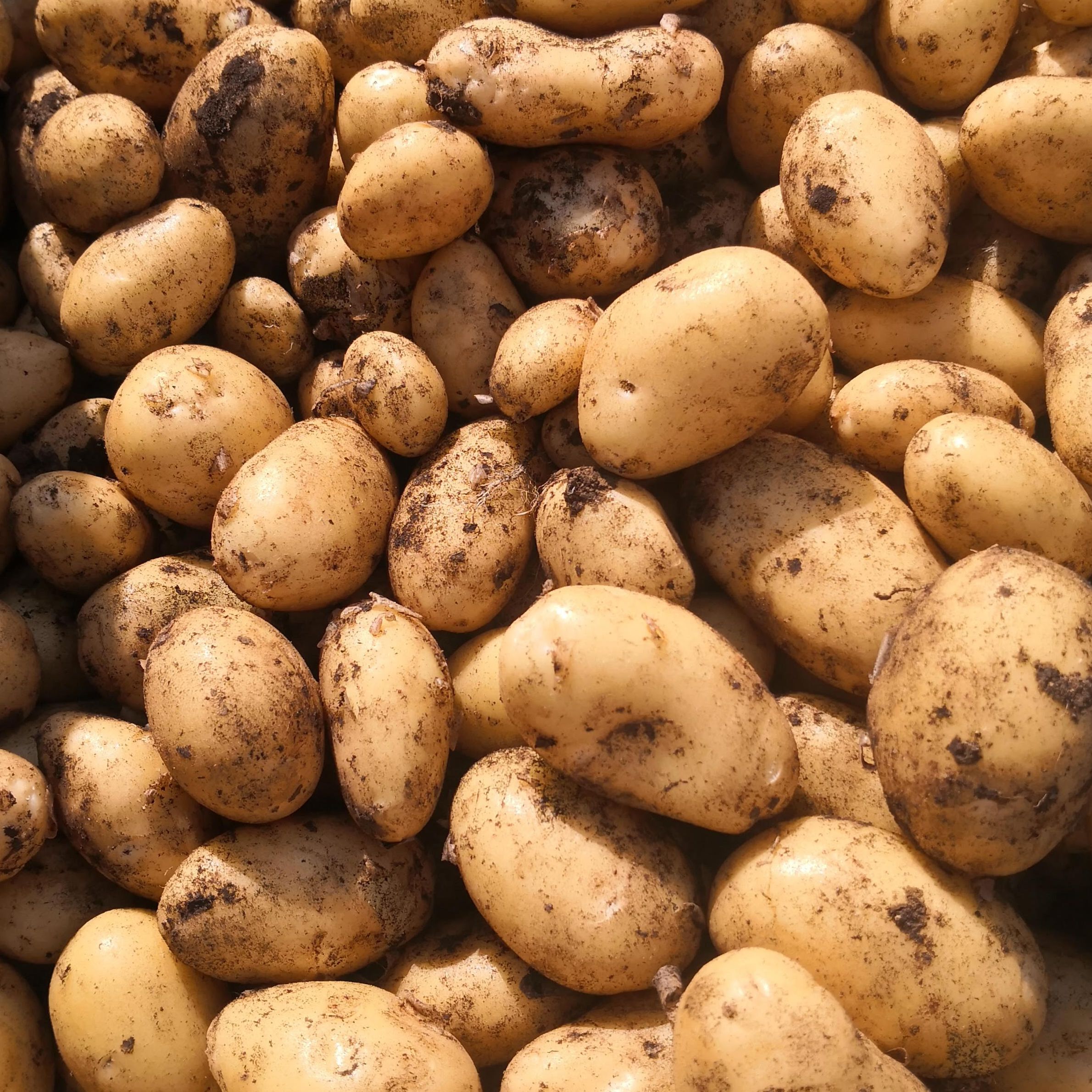 Pomme De Terre Nouvelle, Agata Ferme) - 1kg