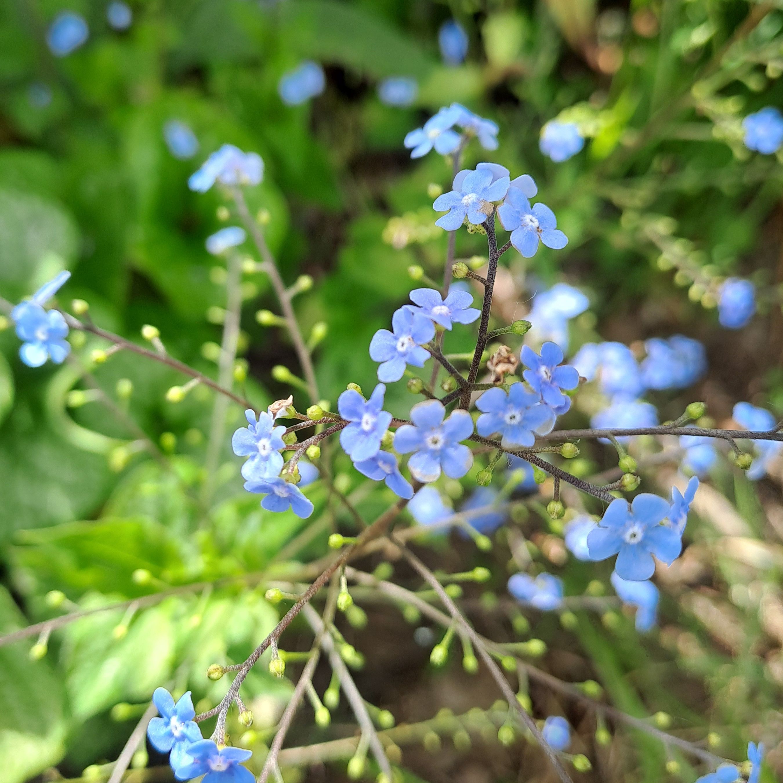 Myosotis du Caucase (Brunnera macrophylla) - 1l