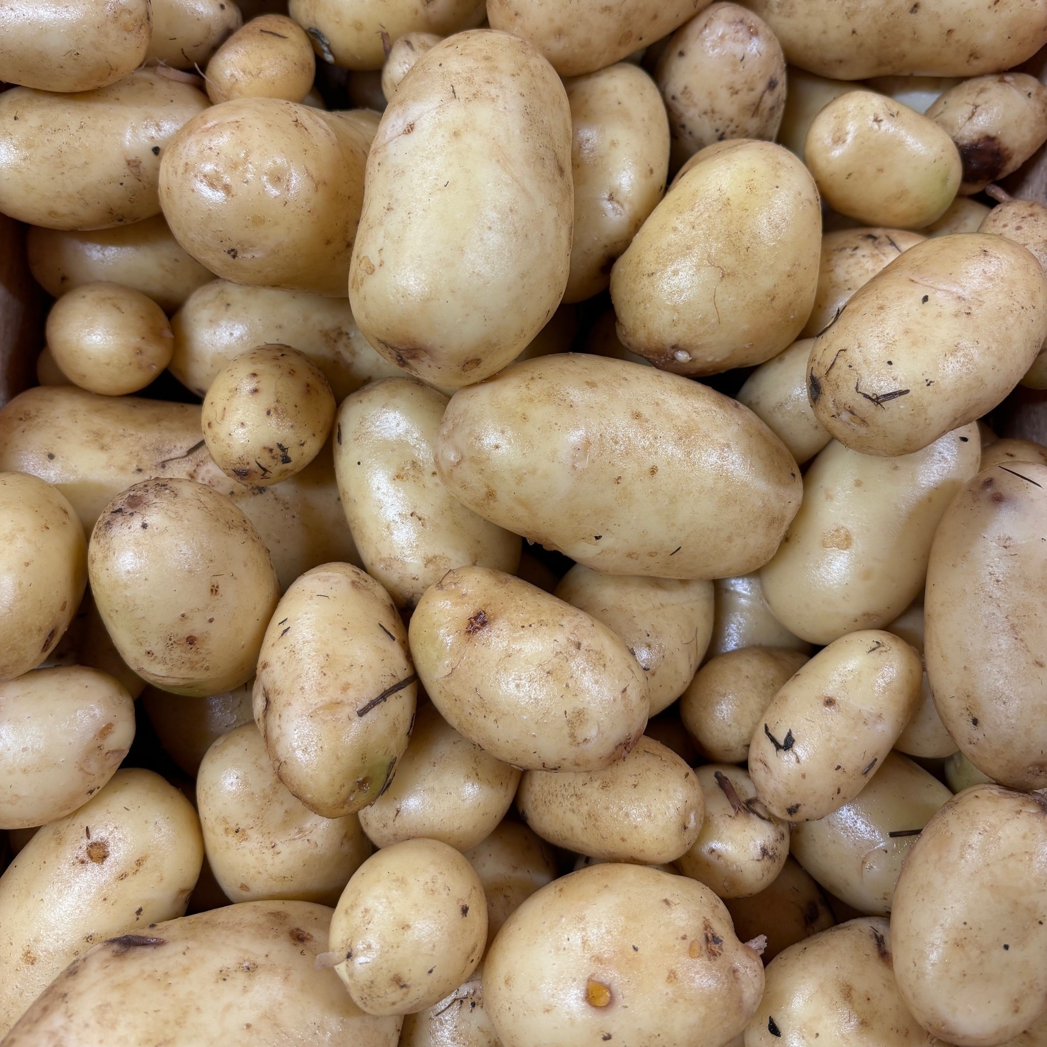 Pomme de terre Allians