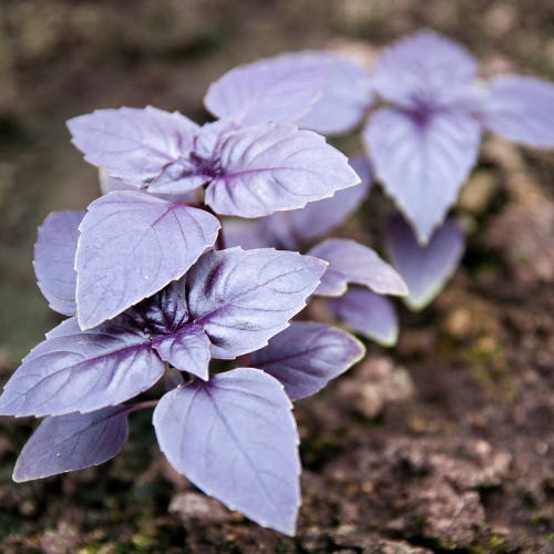 BASILIC ROUGE OSMIN Bio