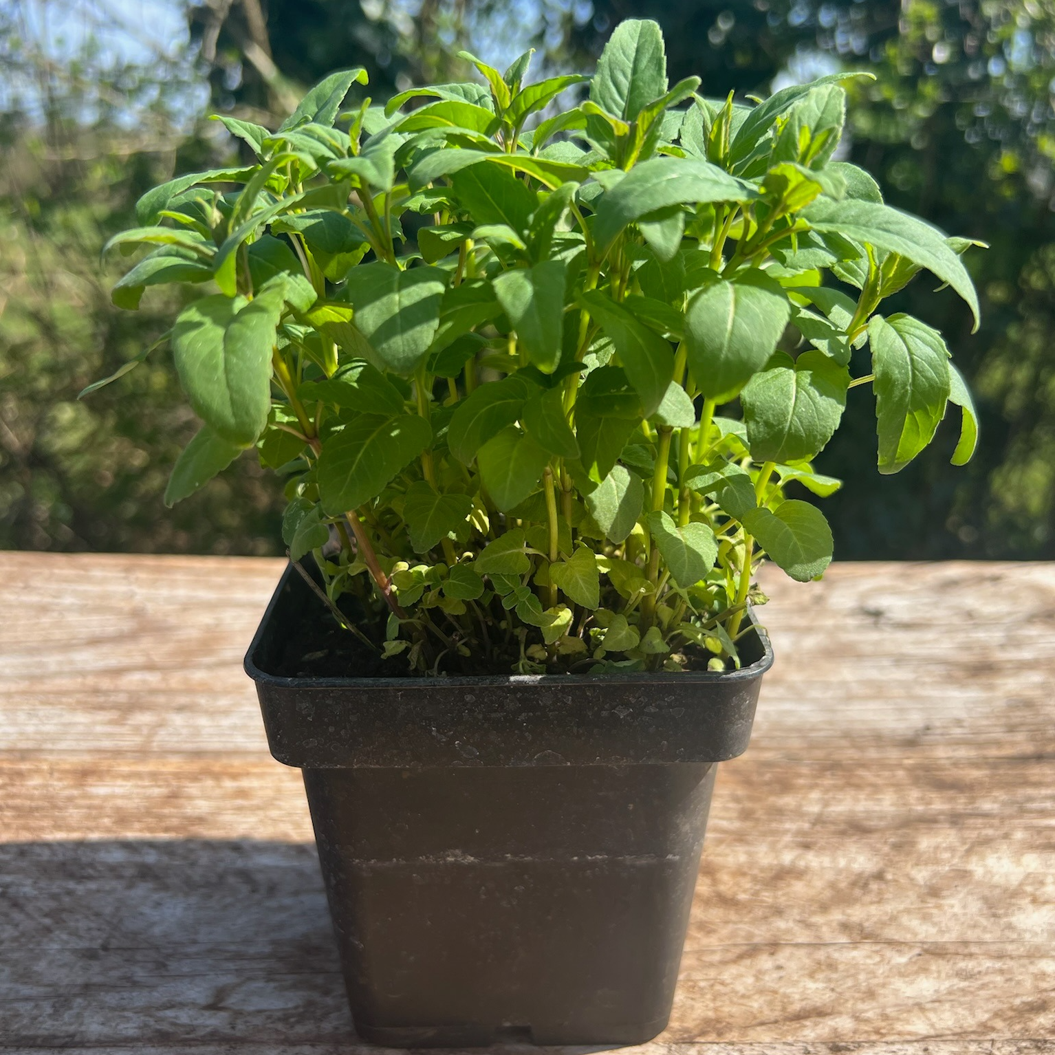 Plant Monarde Bio - 650g