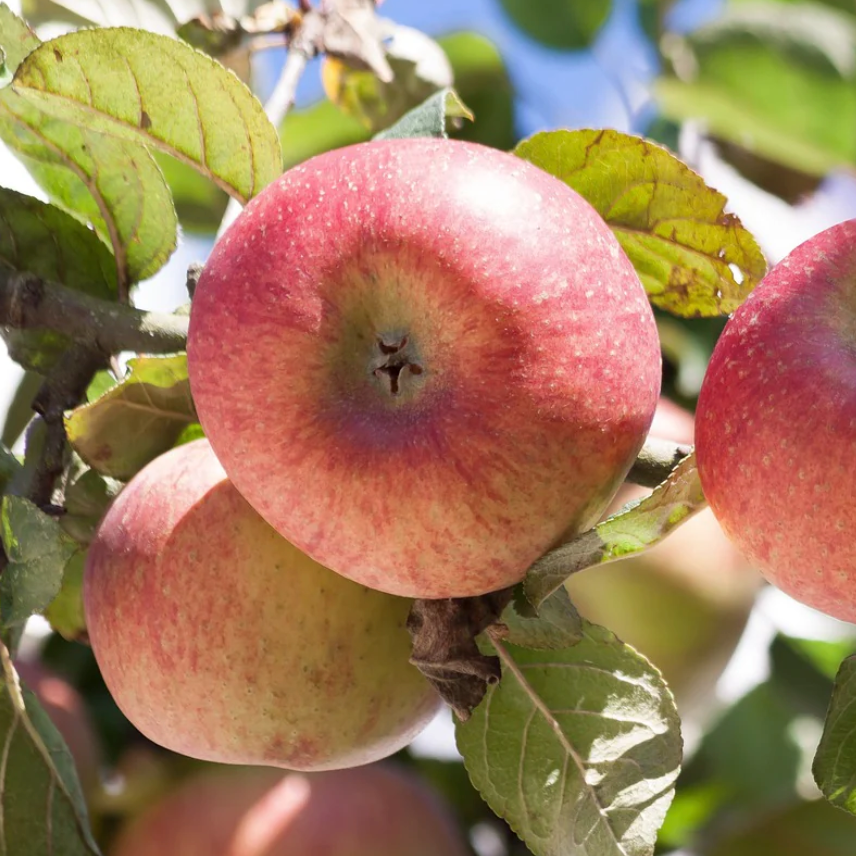 Pommier 'Nationale' / Bittenfelder Racines nues