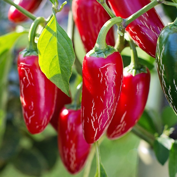 Piment fort Jalapeno - godet 8 cm