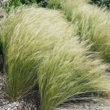 - Cheveux d'ange - Stipa tenuifolia - Pot 2L
