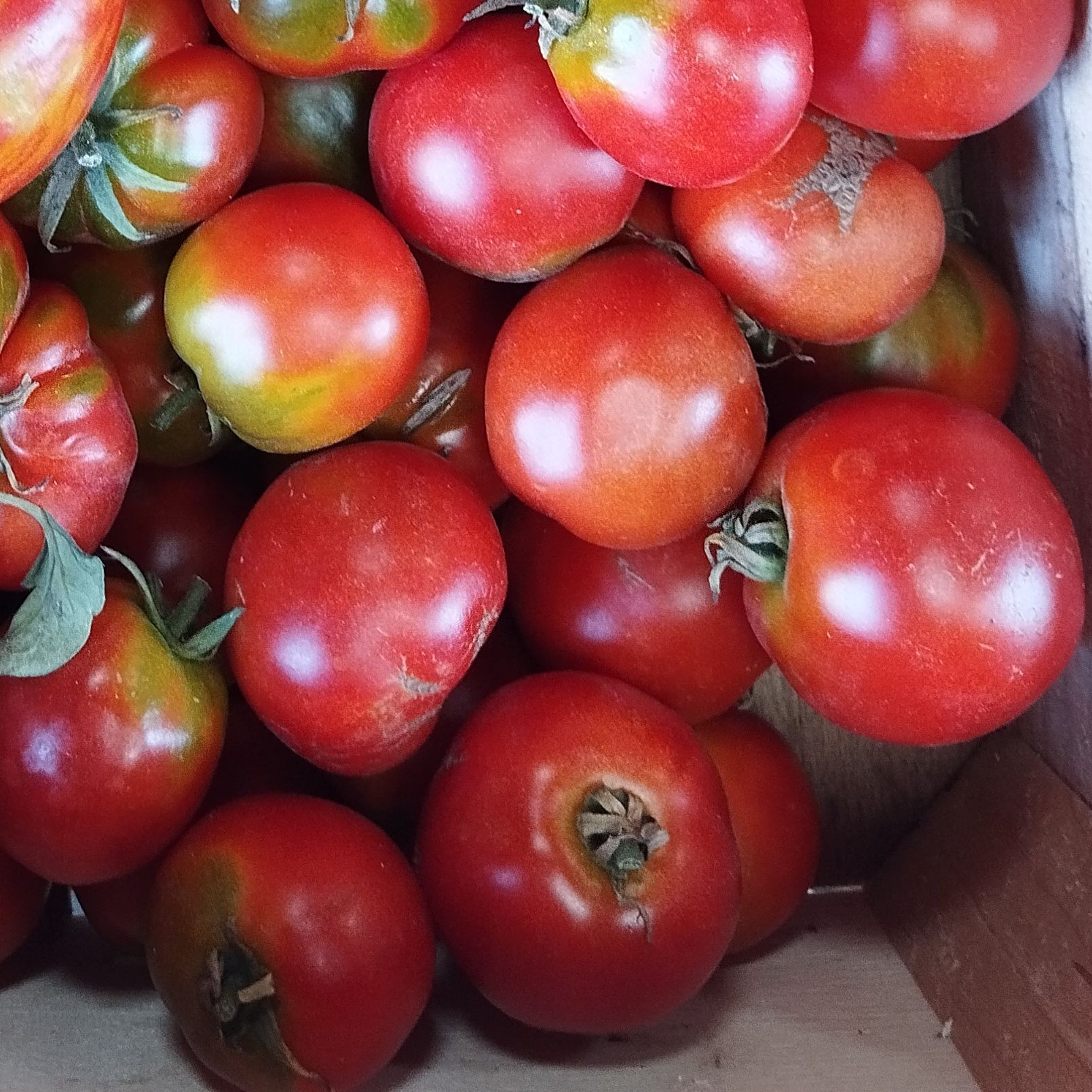Tomates cocktail