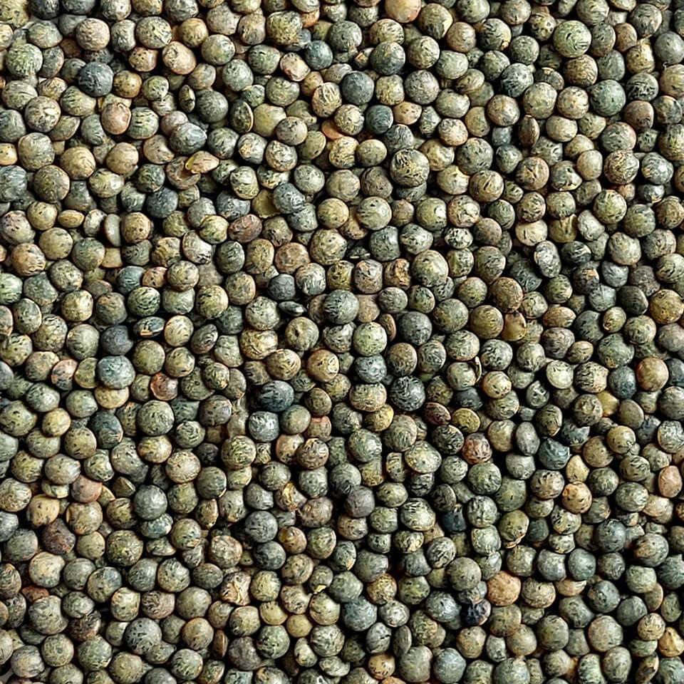 Lentilles vertes en VRAC