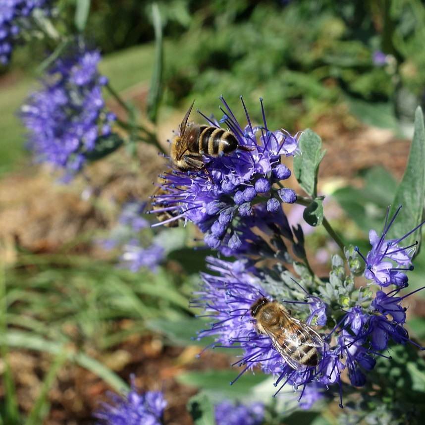 Caryopteris grand bleu - 3l