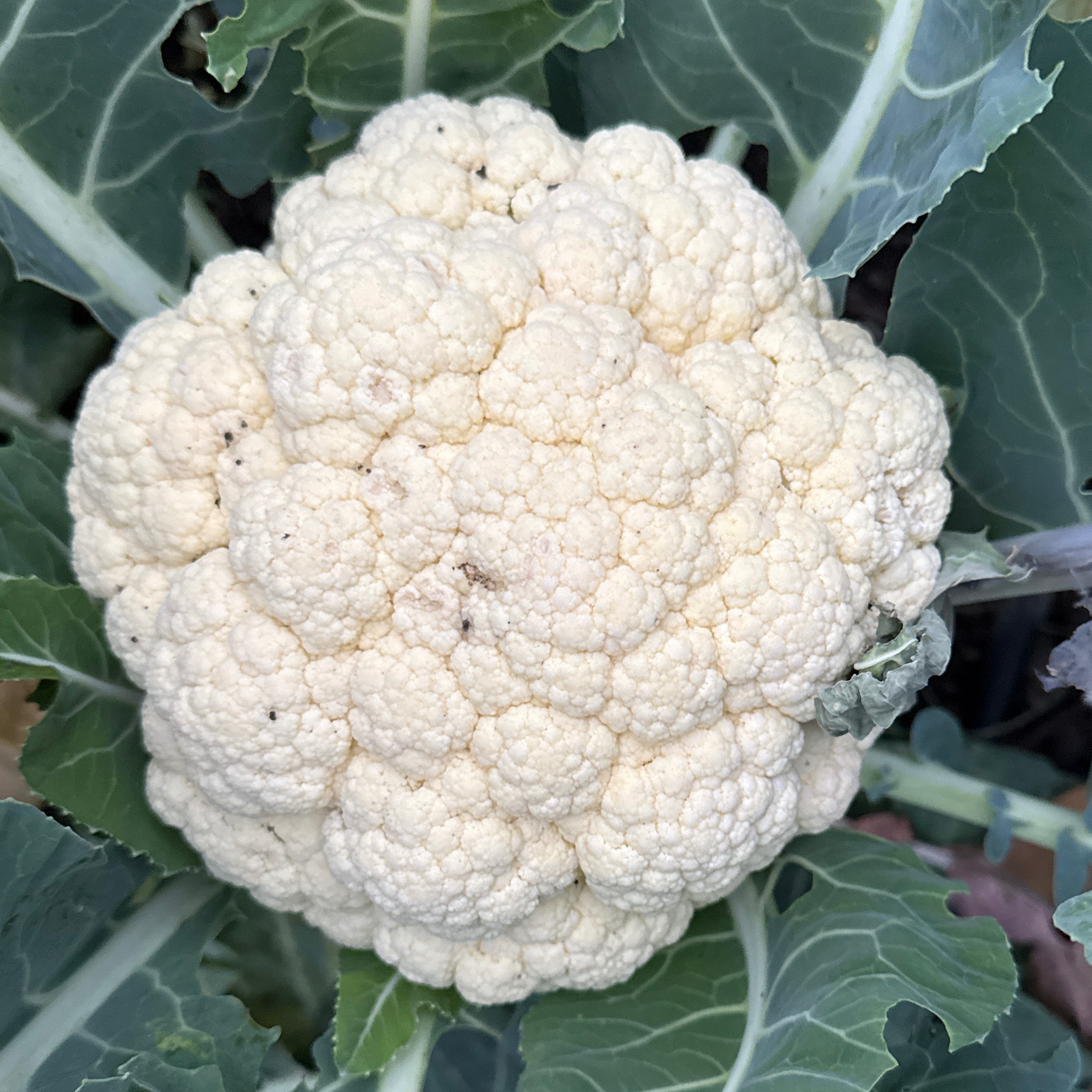 Chou fleur environ 1 / 1,200 kg