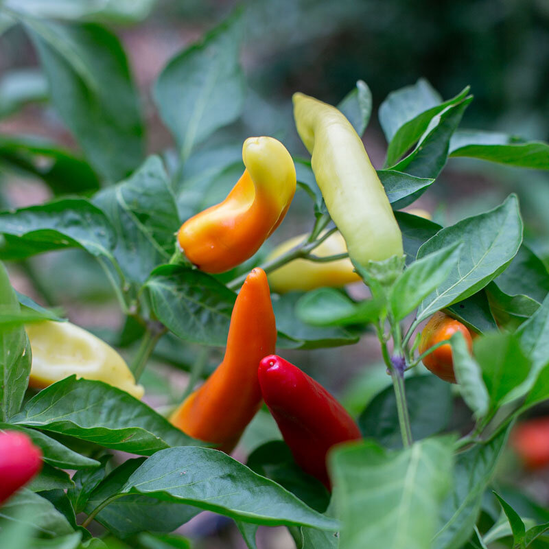 Plant de piment- hungarian Hot wax