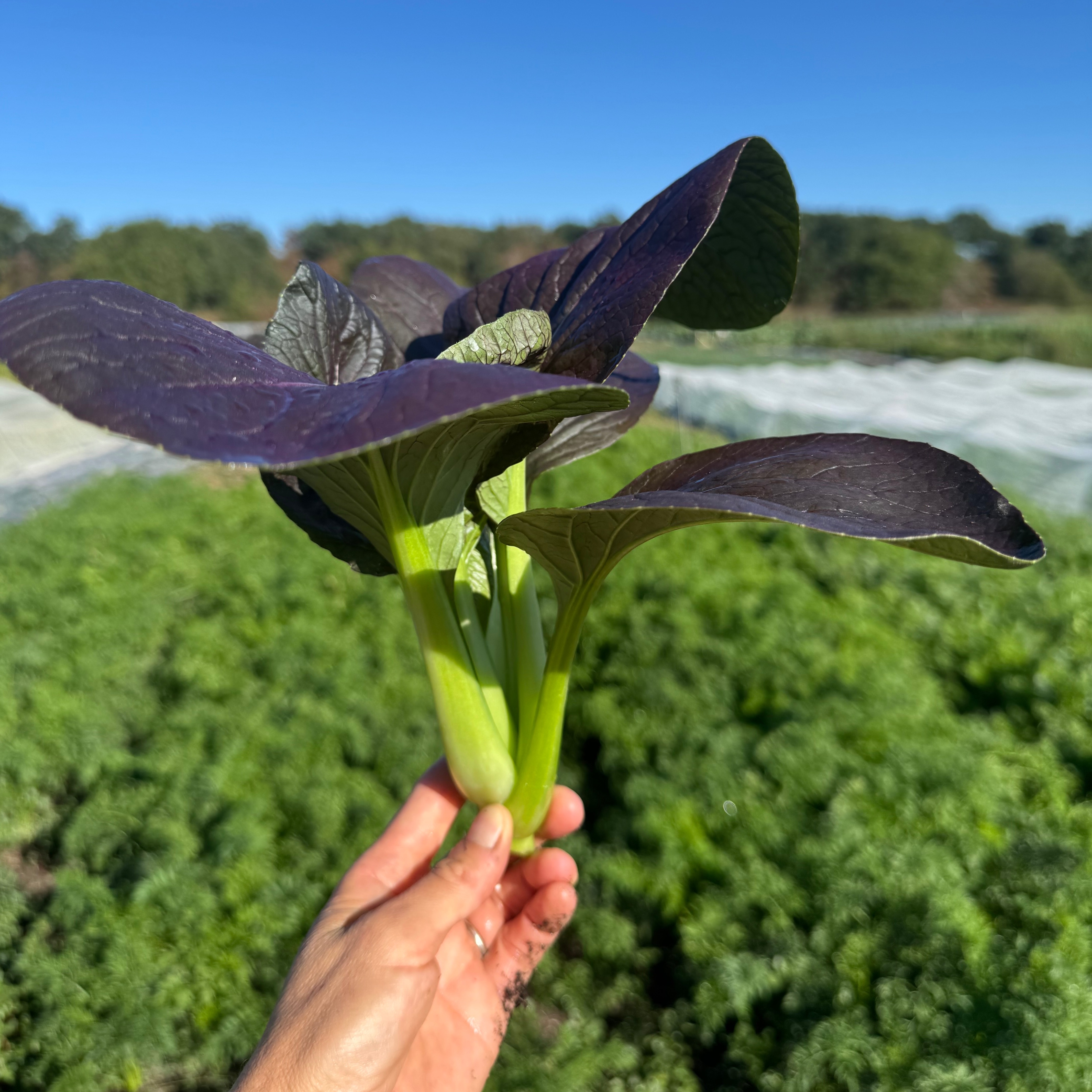Chou Pak-choï violet