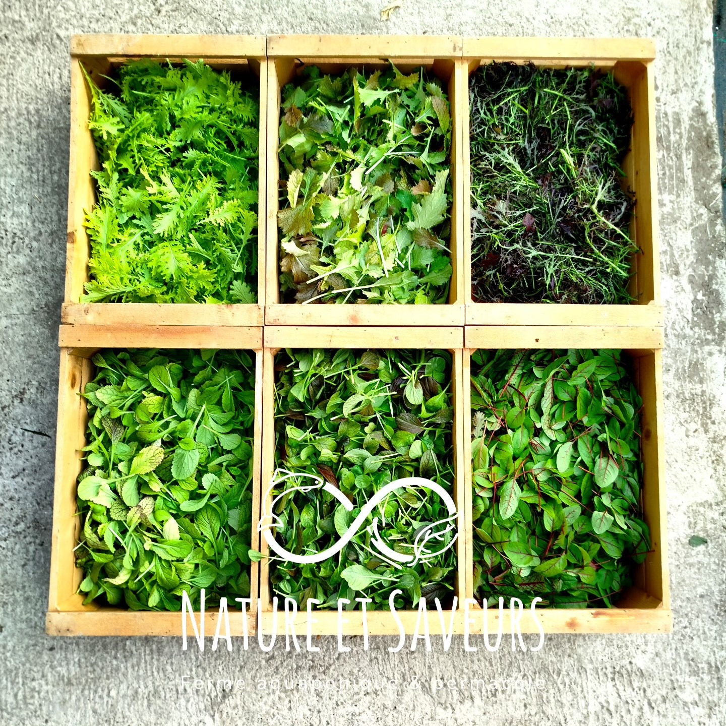 Mesclun de jeunes feuilles gastronomiques de saison - 50g