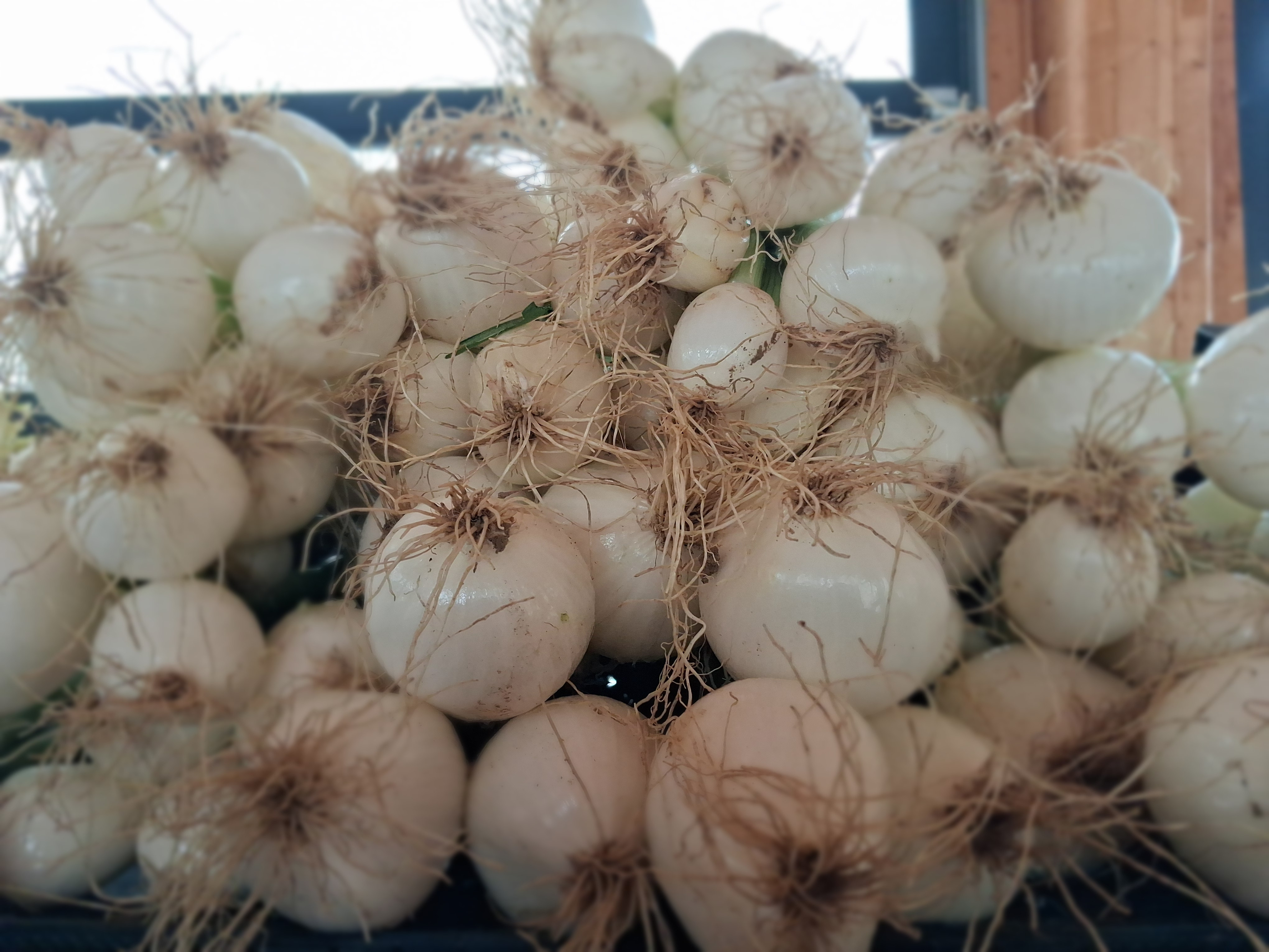 Oignons nouveaux