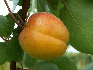 Abricotier - Prunus armeniaca "Pêche de Nancy"