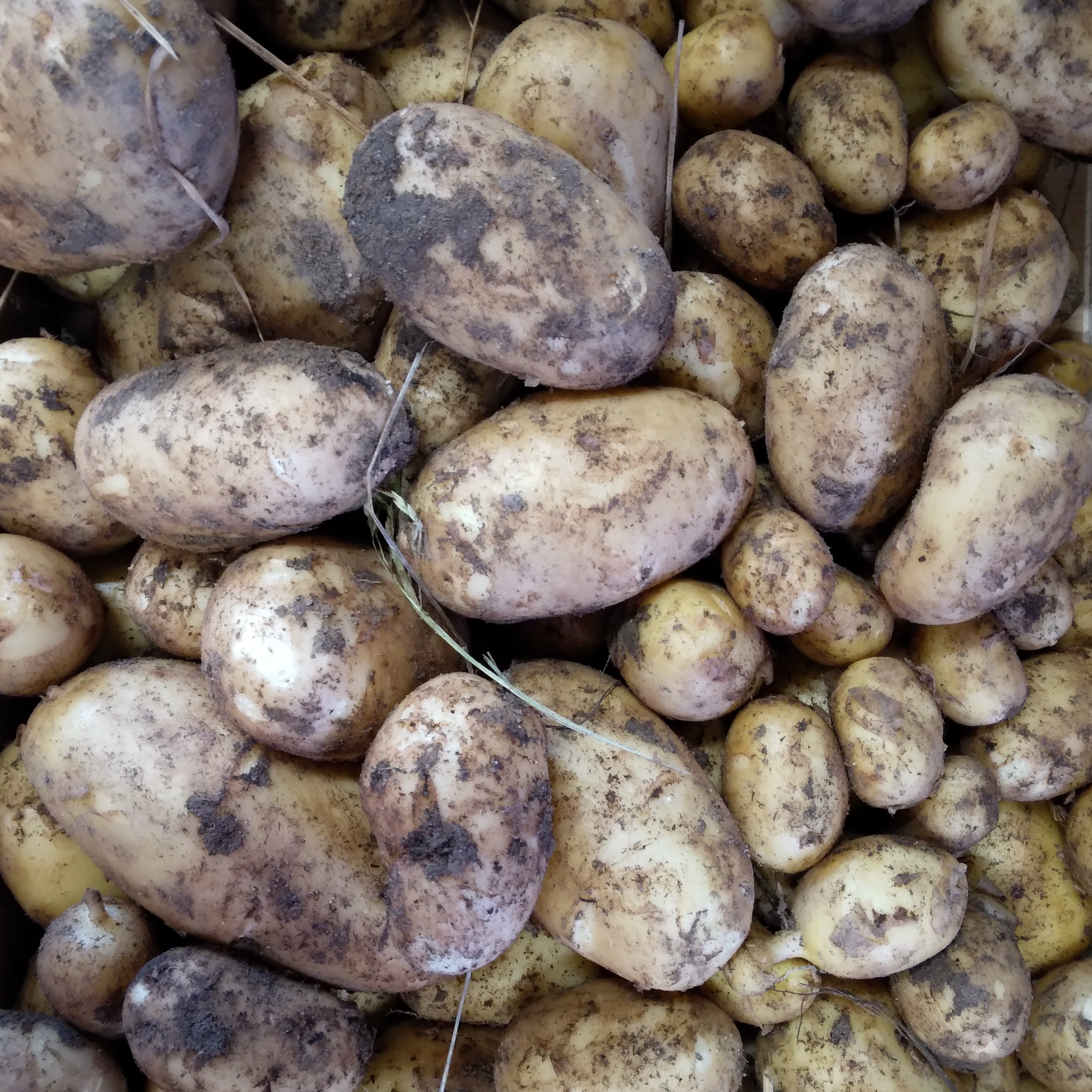 Pomme de terre nouvelle